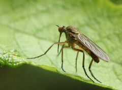 Empis