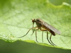 Empis