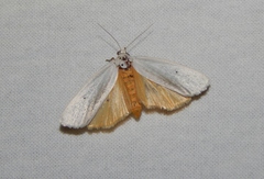 Ilemodes astriga