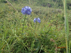 Agapanthus campanulatus