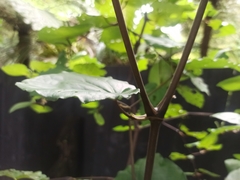 Piper excelsum excelsum