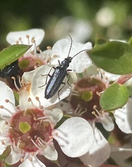 Ischnomera sublineata