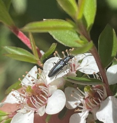 Ischnomera sublineata