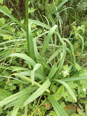Agapanthus campanulatus
