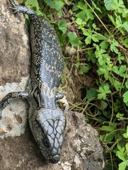 Cyclodomorphus gerrardii