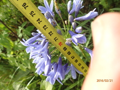 Agapanthus campanulatus