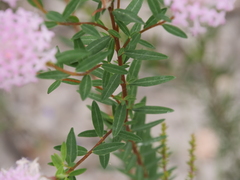 Pimelea hispida
