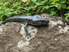 Cyclodomorphus gerrardii