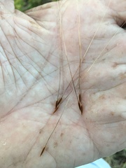 Austrostipa flavescens