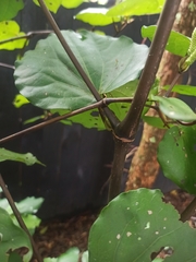 Piper excelsum excelsum