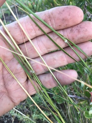 Austrostipa flavescens