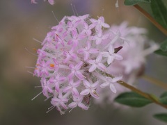 Pimelea hispida