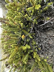 Veronica buchananii