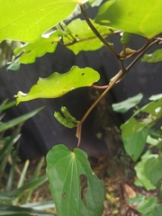 Piper excelsum excelsum