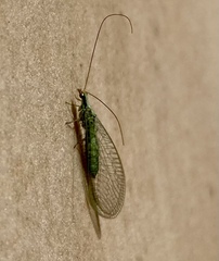 Pseudomallada subcostalis