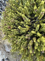 Veronica buchananii