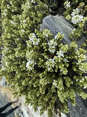 Veronica buchananii