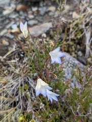 Wahlenbergia pygmaea