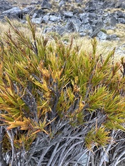 Dracophyllum longifolium