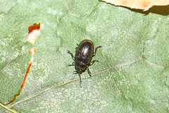 Phratora vitellinae