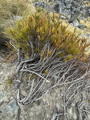 Dracophyllum longifolium