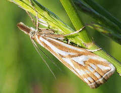 Hednota pleniferellus