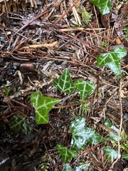 Hedera rhombea