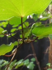 Piper excelsum excelsum