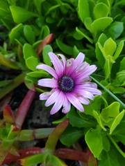 Dimorphotheca fruticosa