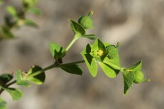 Euphorbia platyphyllos