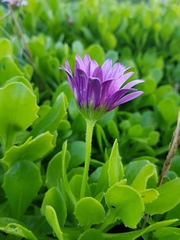 Dimorphotheca fruticosa