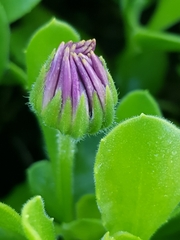 Dimorphotheca fruticosa
