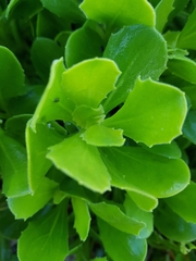 Dimorphotheca fruticosa