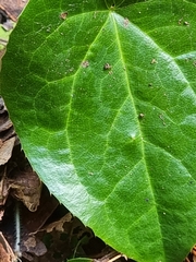 Smilax canariensis image