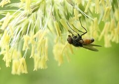 Thricops semicinereus