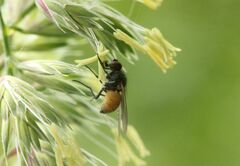 Thricops semicinereus