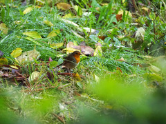 Erithacus rubecula
