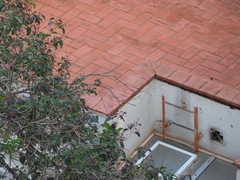 Passer domesticus