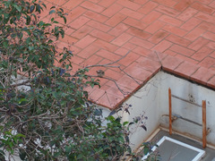 Passer domesticus