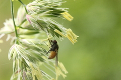 Thricops semicinereus