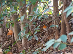 Erithacus rubecula
