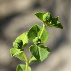 Euphorbia platyphyllos