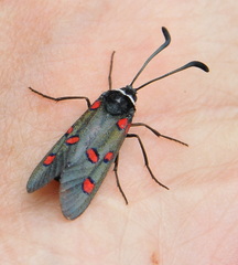 Zygaena lavandulae