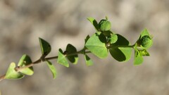 Euphorbia platyphyllos