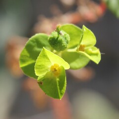 Euphorbia platyphyllos