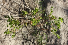 Euphorbia platyphyllos