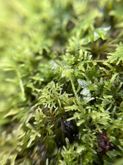 Hylocomium splendens