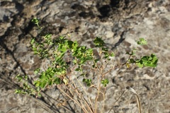 Euphorbia platyphyllos