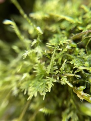 Hylocomium splendens