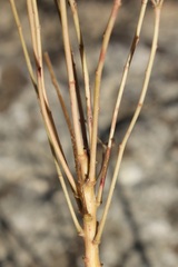 Euphorbia platyphyllos